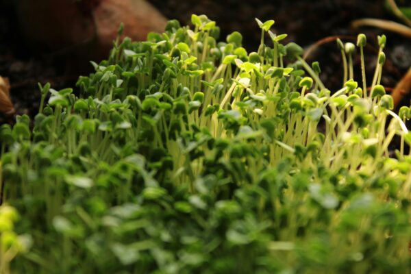 Microgreens Farming in Kenya Guide