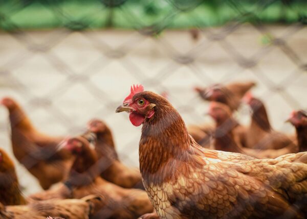 Poultry Farming Growth Kit
